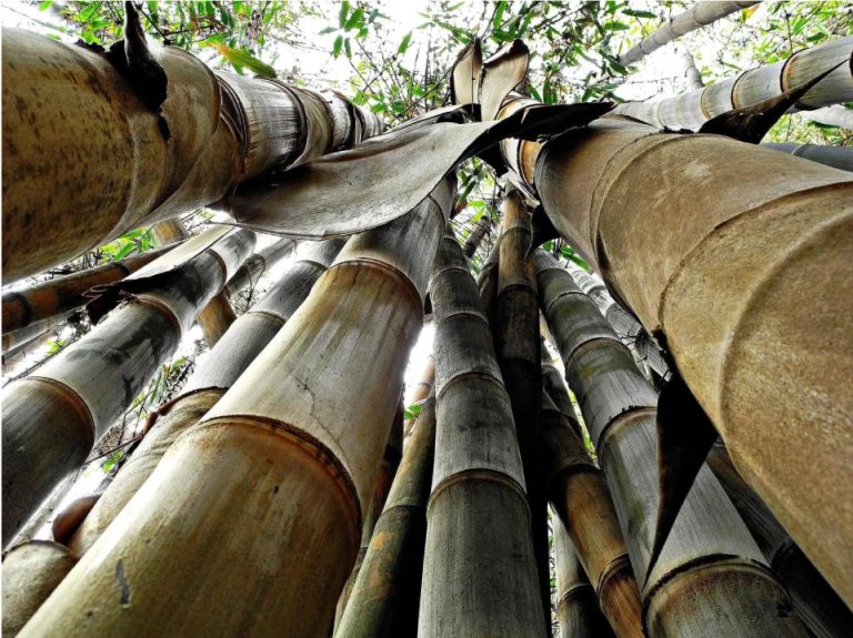 Zambu Rrss Zambu | O Atelie